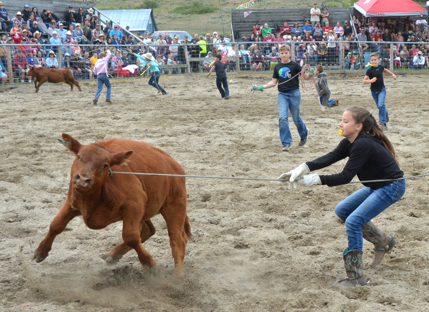 Calf scramble